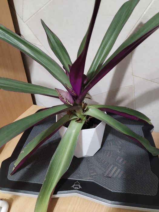 Цветок комнатный