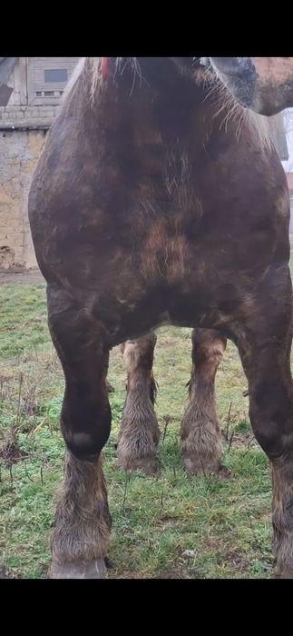 Vand sau schimb un manz de 4 ani si o manza de 4 ani gestanta