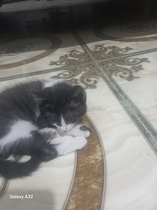 Отдам котят  у добрые руки