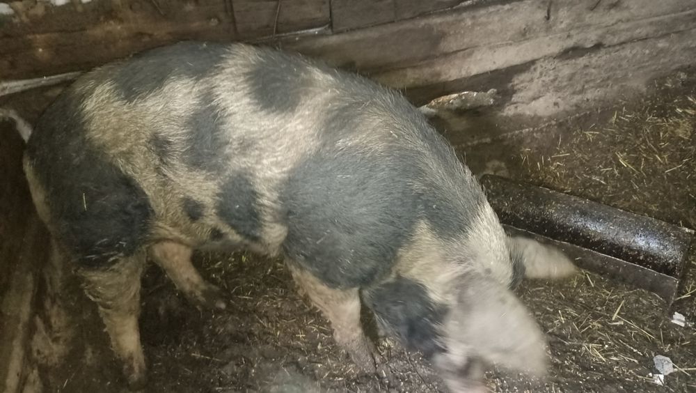 Продам кабанов не кастрированных.