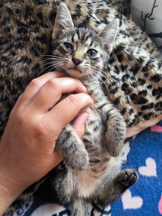 Dau spre adopție pisicuțe   de 2 luni jum