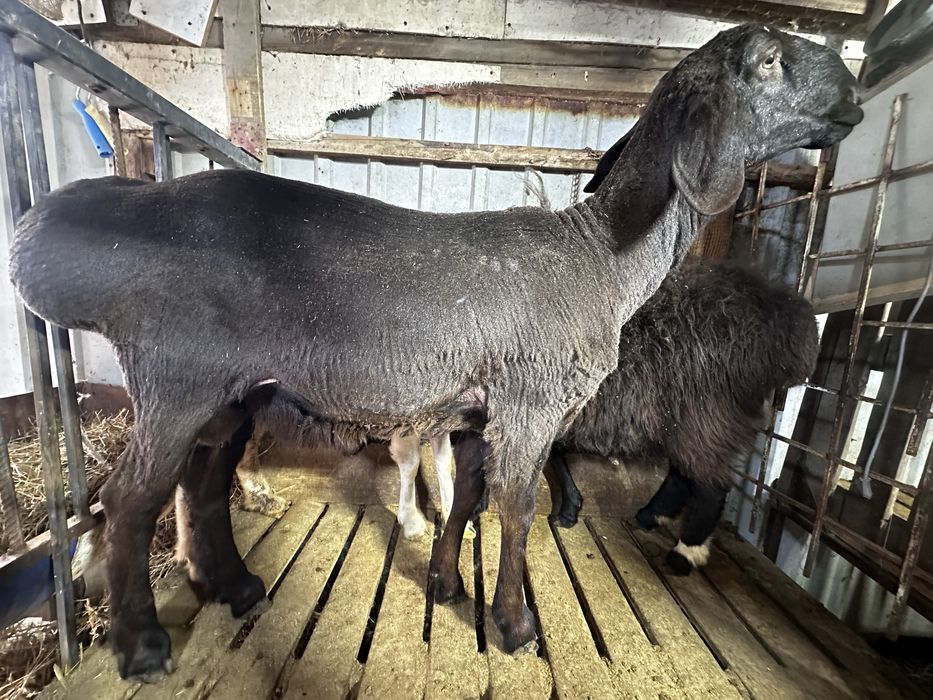 Кошкар гиссар 1 год