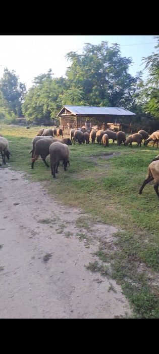 Oi si berbecuț de vanzare