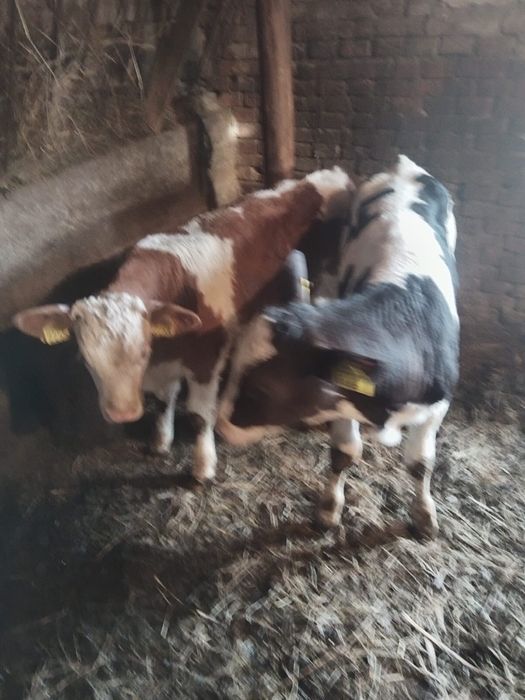 Vitei baltati de vanzare