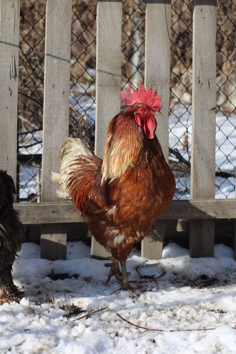 Породистые петухи