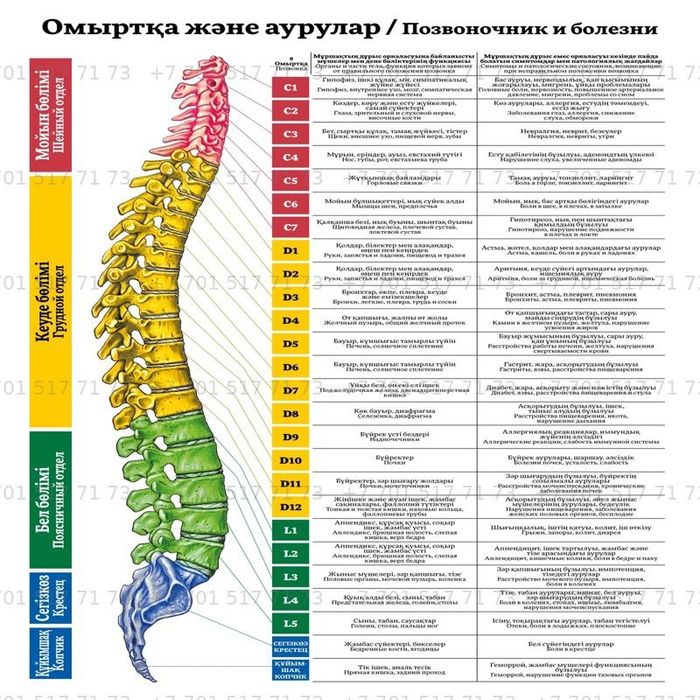 Анатомические Плакаты