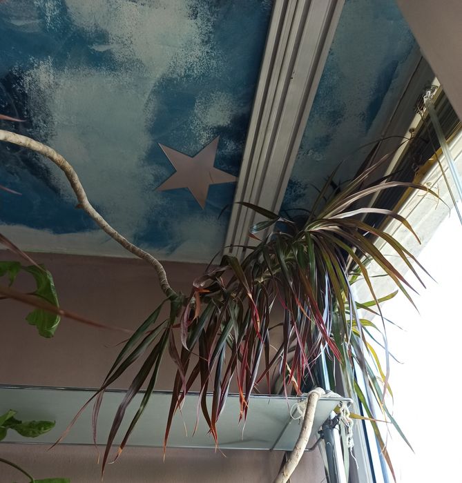 Драцена маргината Dracaena marginata