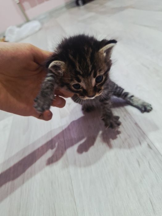 Кошка мальенкая,срочно отдам