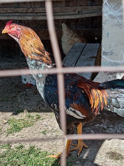 Продам дакана в хорошо састаяние чисты