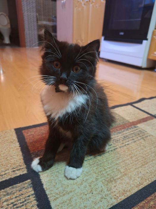 Котенок, кошка в добрые руки