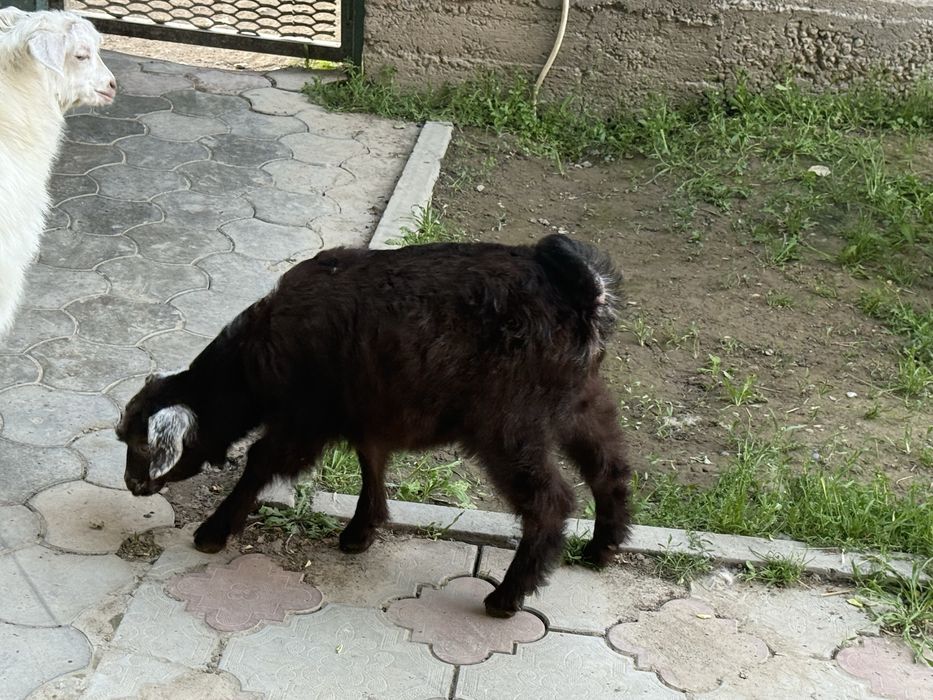 Альпийские козы лағымен сатылады