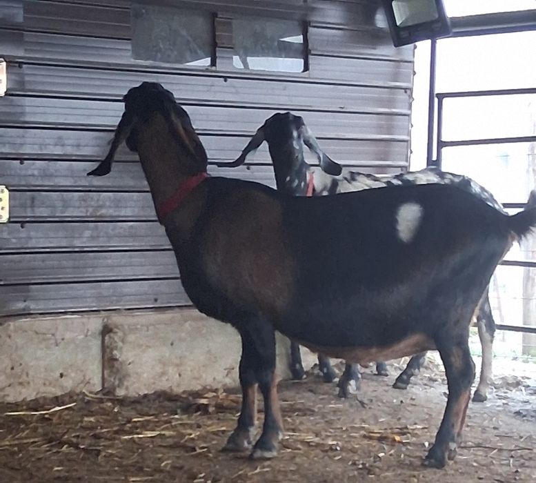 Vând capra NUBIANA cu Pedigree