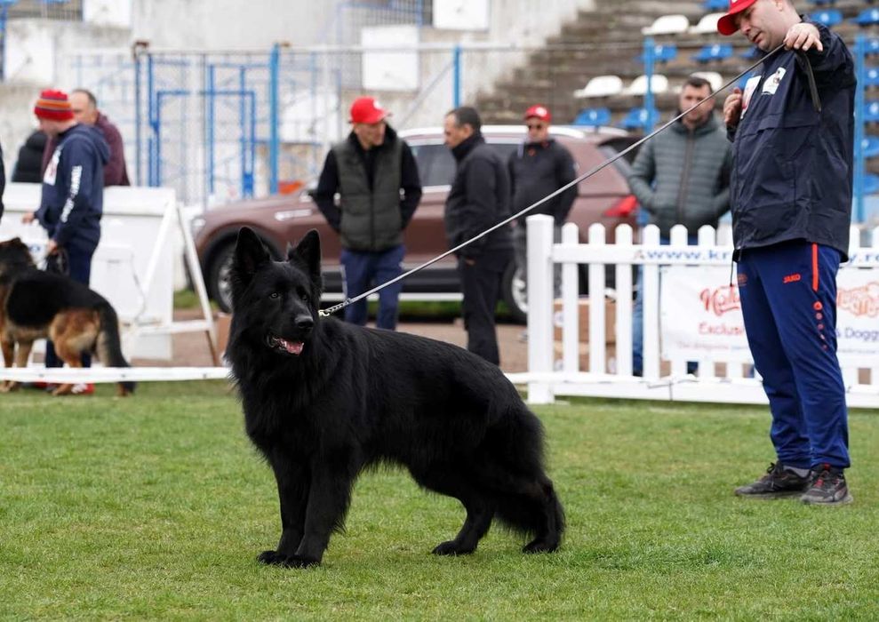Pui Ciobanesc German cu pedigree,par lung