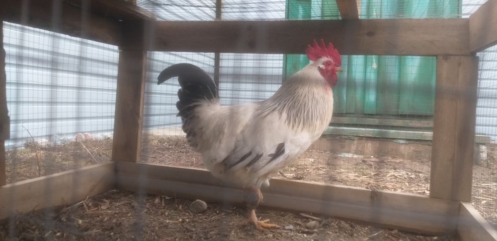 Продаётся петушок Адоер.