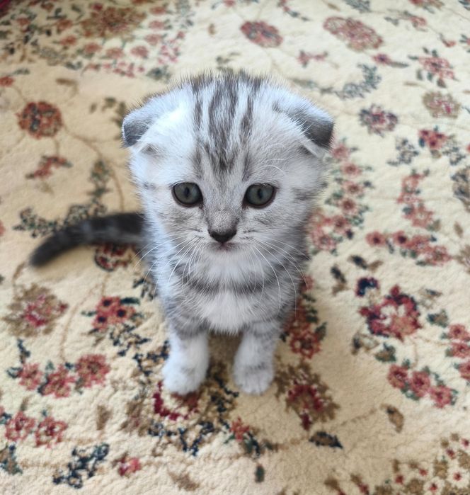 Котик вислоушка девочка