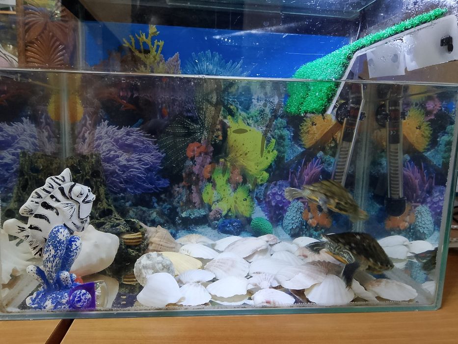 Продам красноухих черепах