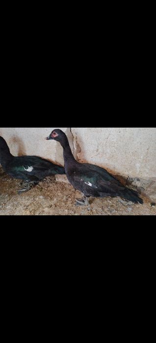 Изумрудный самец индаутки