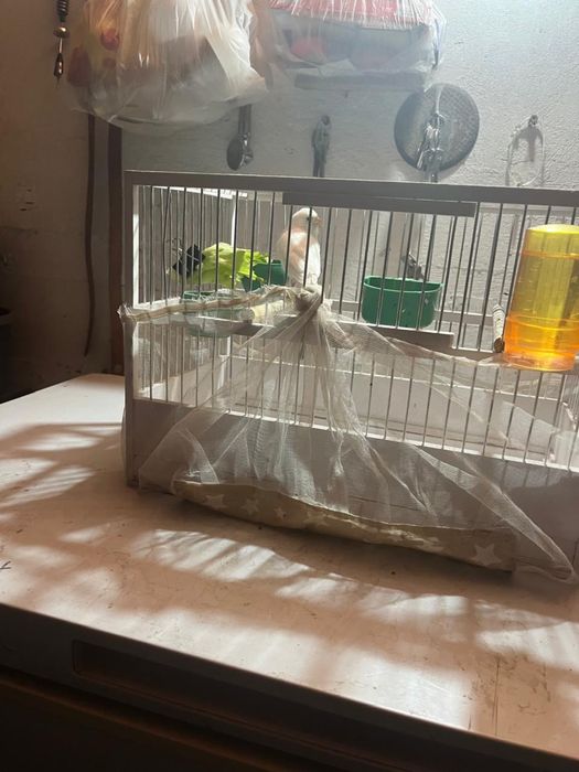 продам канарейки