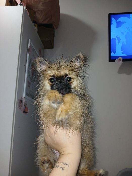 Продам шпиц щенок