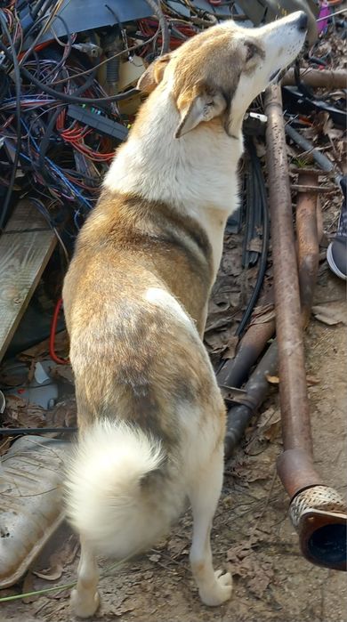 Подаряват  кученце  женско