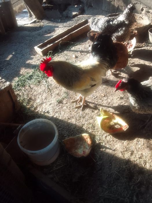 Продам двух петушков