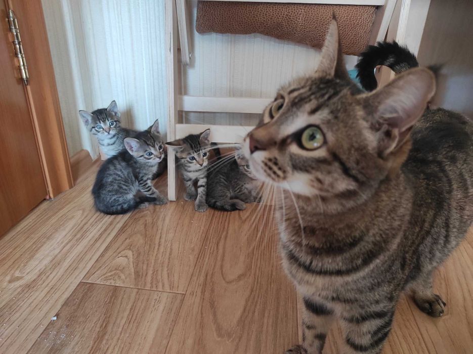 Котята. Отдам в хорошие руки.