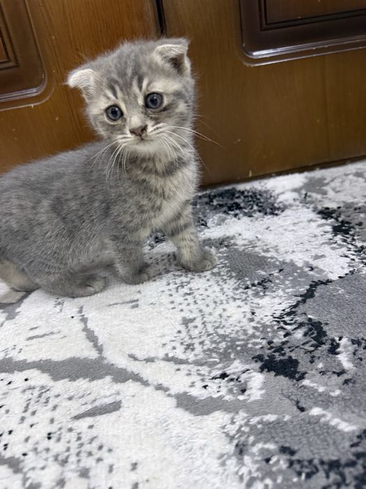 Котенок Русско голубой
