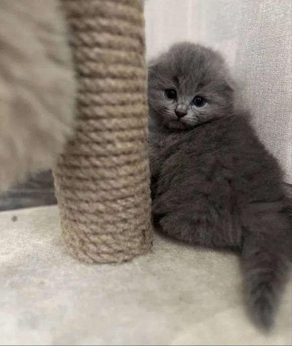 Продам очаровательного котёнка!