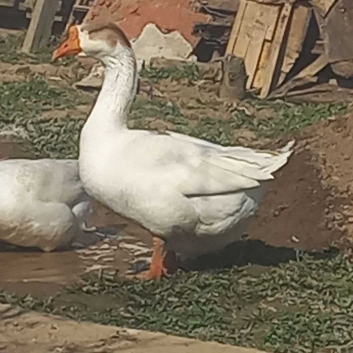 Продается Гусь (домашний)