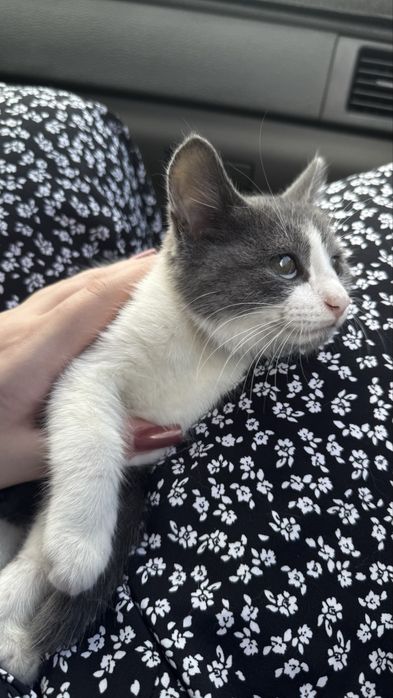 Отдам котенка девочка