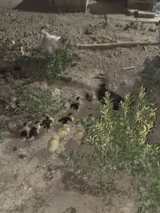 Indautka 11 ta jo'jalari bor 1 oylik bo'ldi sog'lom