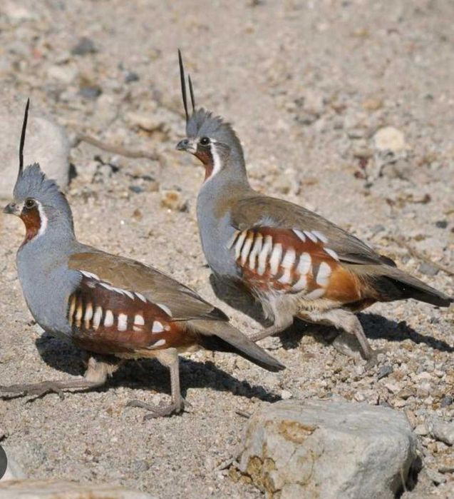 Prepelițe de munte ( Oreortyx Pictus)