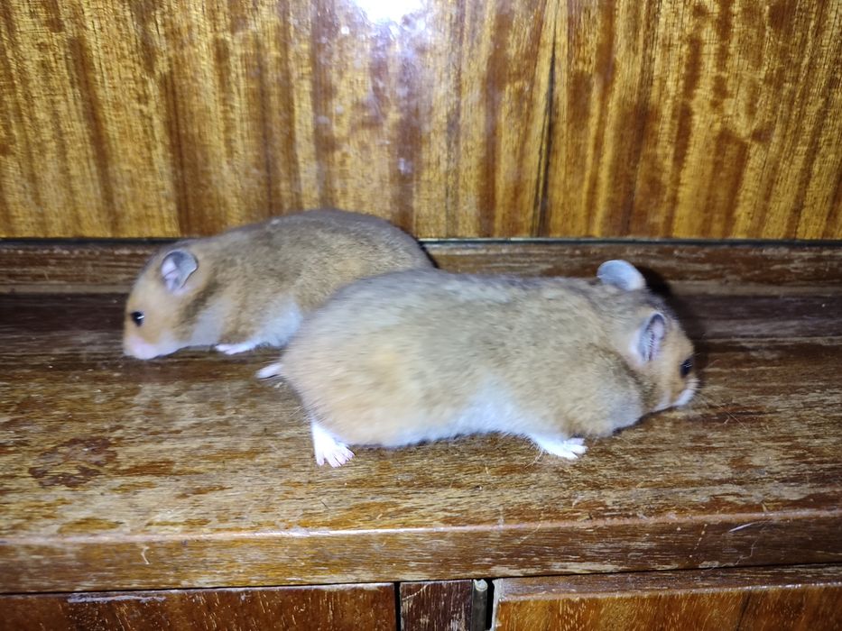 Две хомяка сирийские молодые самки Смотрите 6 фото Читайте описании