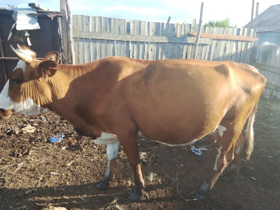 Продам корову 650 к без торга