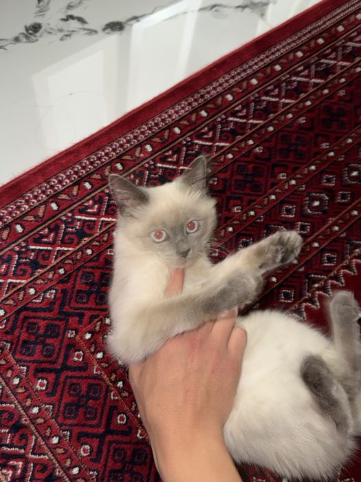 Продам кошку,тайская кошка