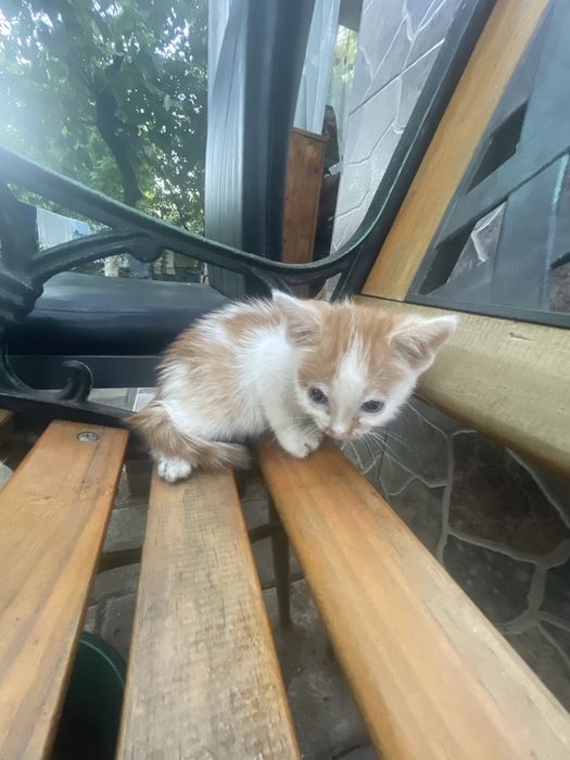 Trei ghemotoace de aproape două luni își caută omul în București!