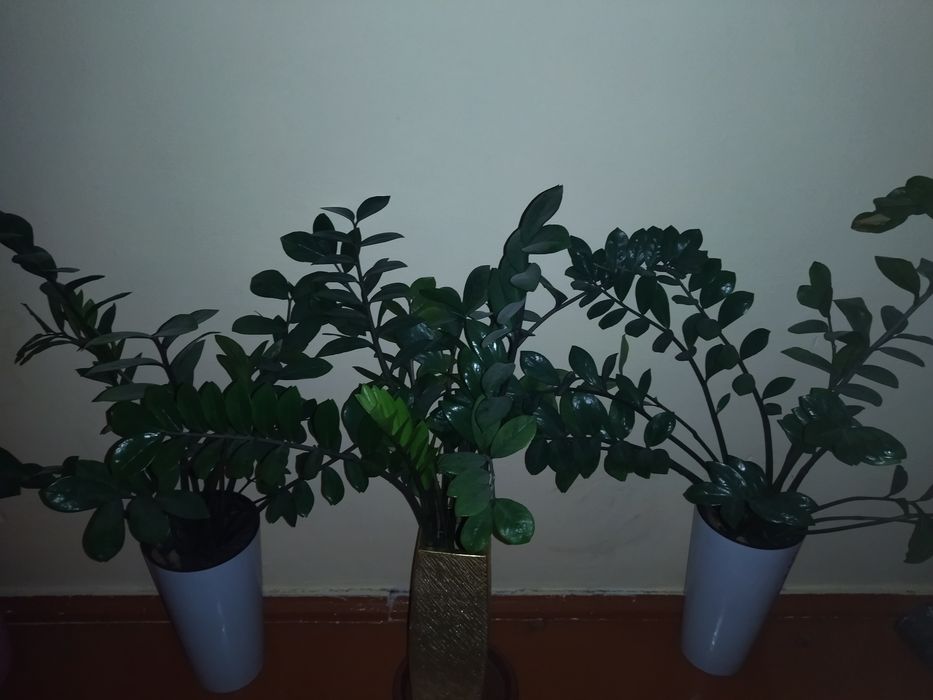 Цветы комнатные .
