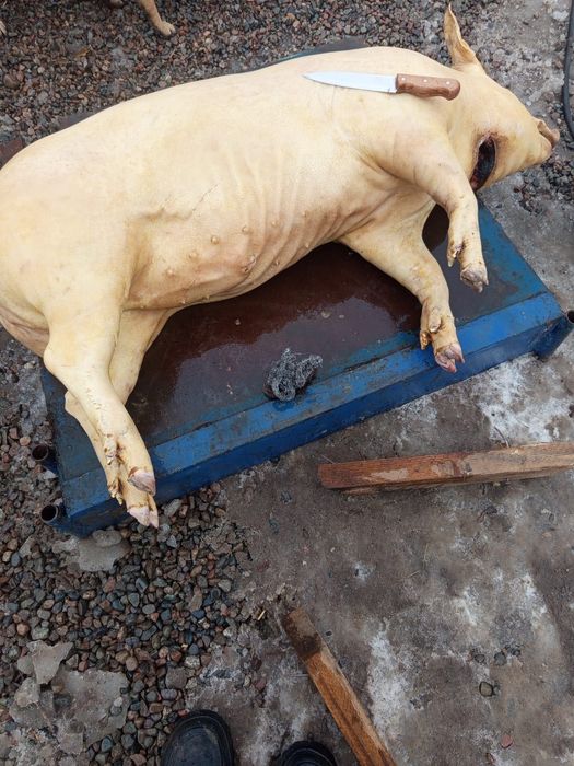 Продам мясо свинины тушами