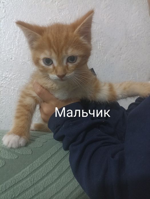 Отдам котят в хорошие руки.