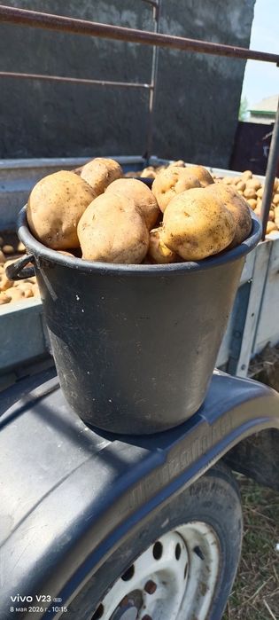 Продам картошку дрмашнию