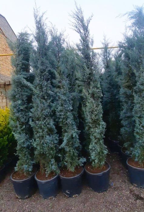 Туркиядан келтирилган аризониски кипарис Узмизада йетиштирилган арча