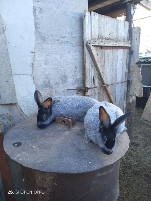 Продам кролчать серебро