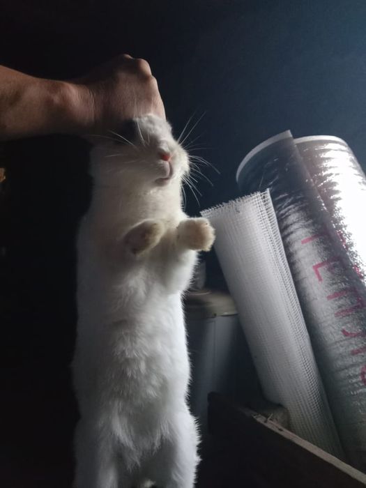 Кролик  сельхоз  продается