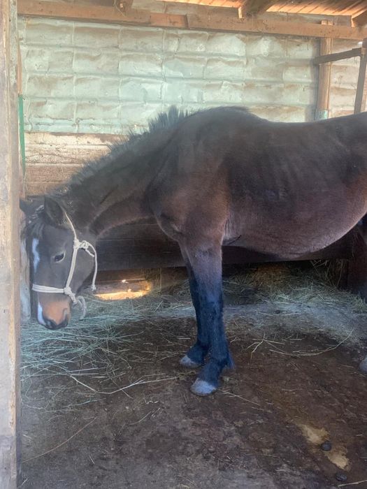 Жеребчик 2,5 года