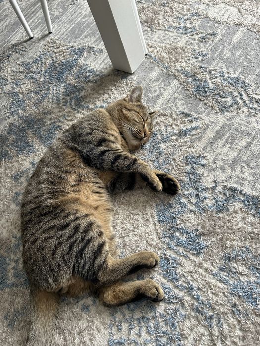 Отдам взрослого кота- мышелова