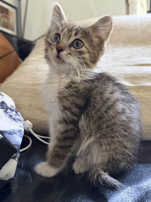 Отдам котенка найденыша