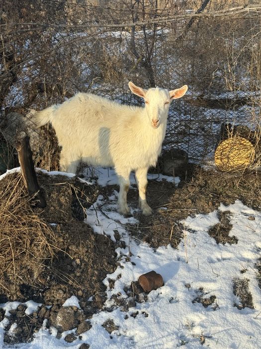 Продаю или вариант молочныйе коза