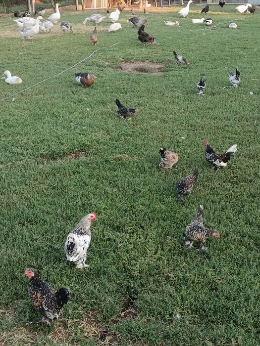 Продават се японски петлета и кокошки.