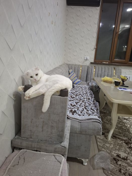 Вязка Кот мужик Симба приглашает на  встречу девчонок