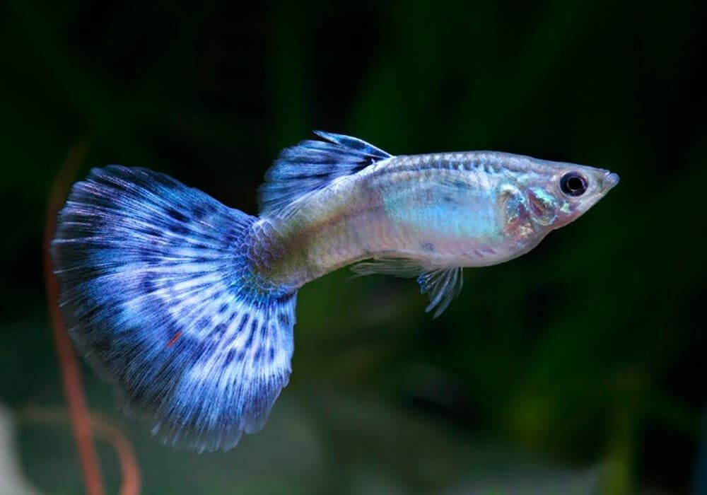 Guppy parodi chistaya liniya